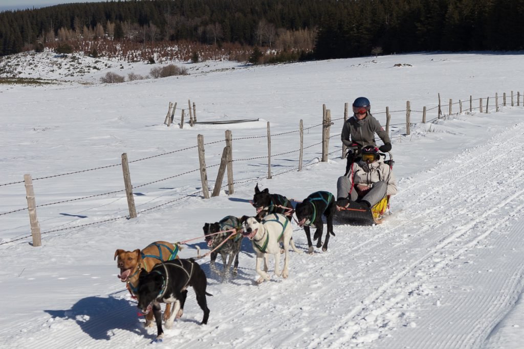 Balade chiens de traineaux