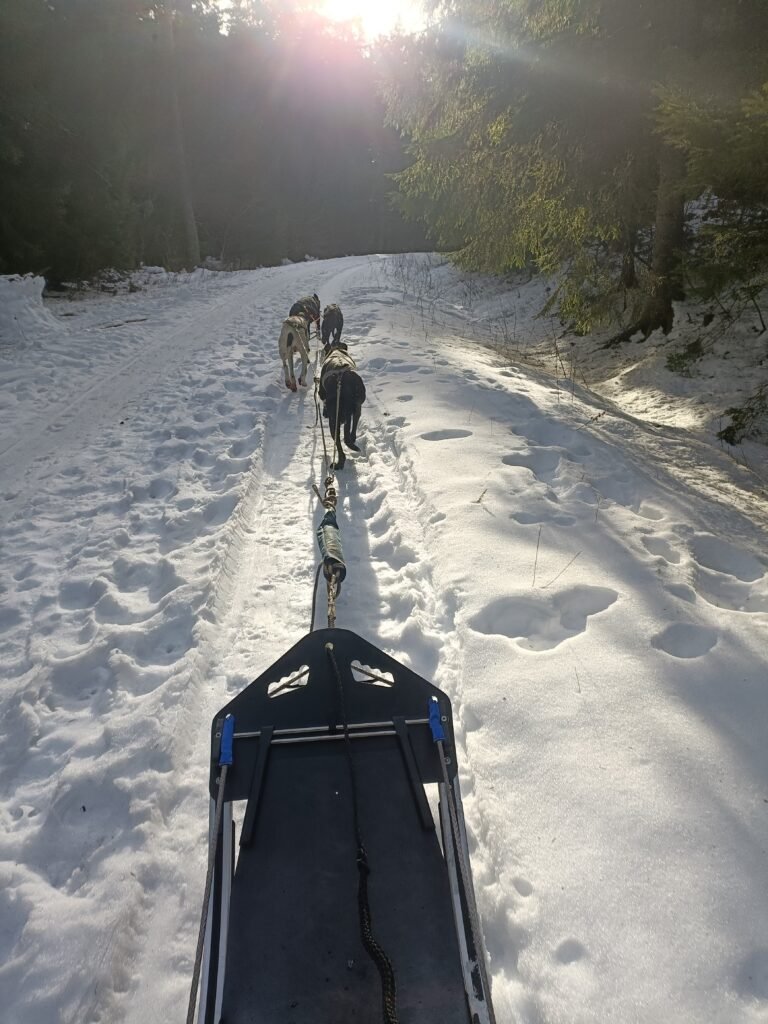 Baptême chiens de traineaux
