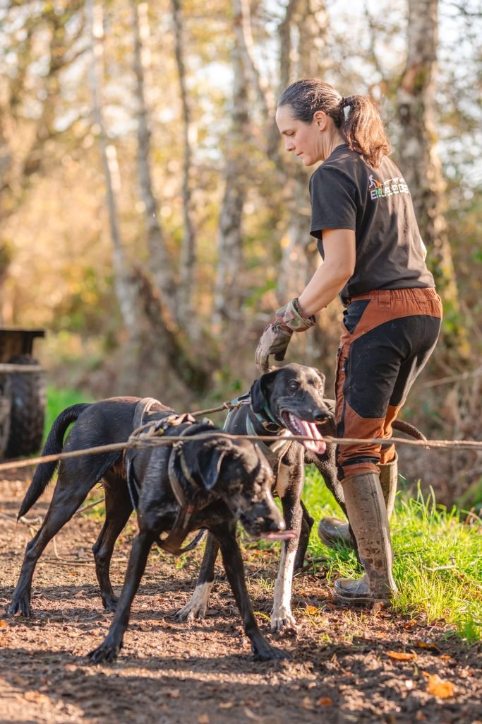 Musher et ses chiens