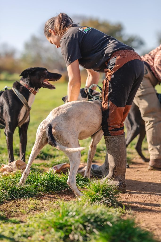 Activités de groupe (chiens de traineaux)