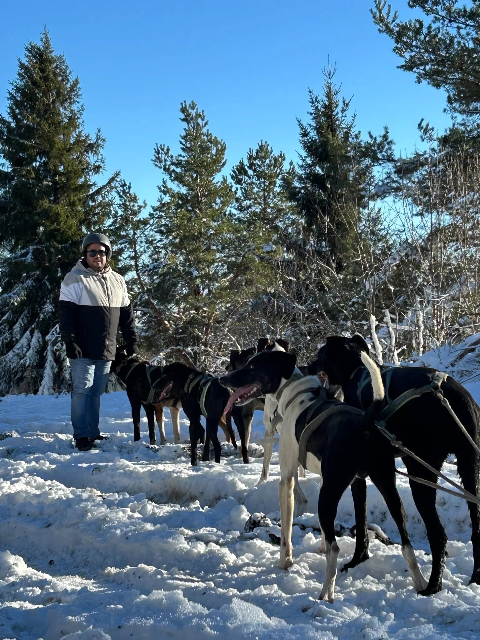 Chiens de traineaux Combrailles